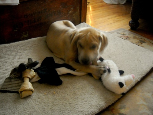 Andi with his toys.
